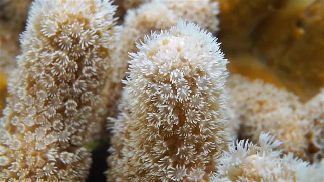 Underwater sea life, closeup video of coral polyps of Porites porites commonly called hump coral or finger coral, Caribbean sea
