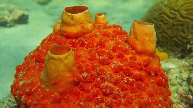 Underwater life, close-up video of a red boring sponge, Cliona delitrix, Caribbean sea
