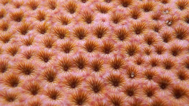 Macro view of massive starlet coral, Caribbean Sea