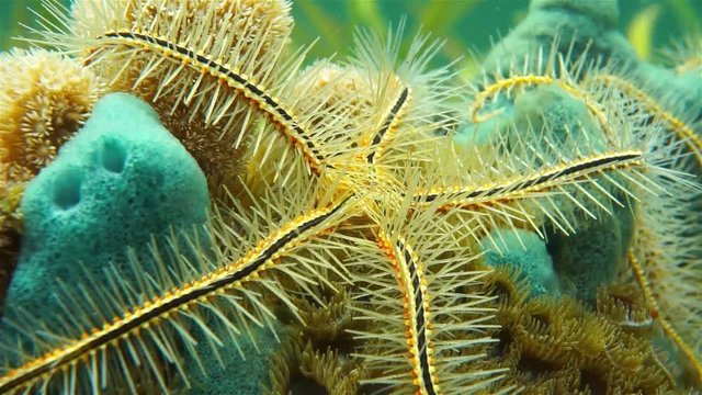 Underwater life, Ophiothrix suensoni commonly called Suenson's brittle star or sponge brittle star, Caribbean sea
