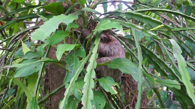 Young three-toed sloth on a jungle tree with epiphyte plants, wild animal, Costa Rica, Central America
