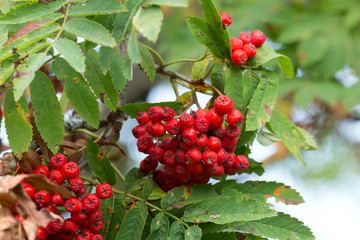 Rowan, Sorbus aucuparia twig with berries
