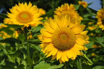 The sunflower closeup background and texture