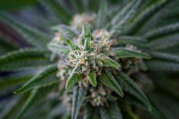Cannabis_flower