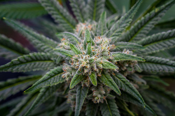 Cannabis_flower