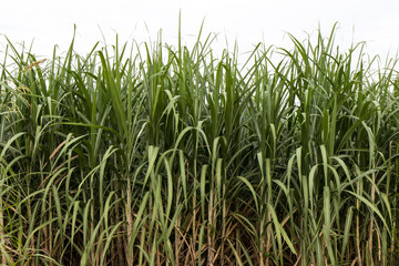 Green leaves of sugarcane.
