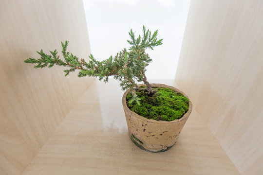 Beautiful bonsai