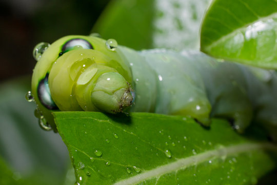 Green worm caterpillar leaf eating