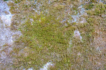 Moss-Covered Wall
