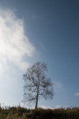 青空とシラカバの木