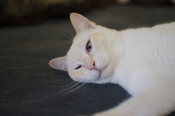 Katzenporträt