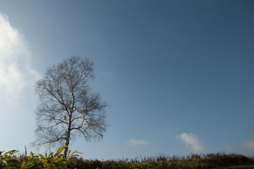 青空とシラカバの木