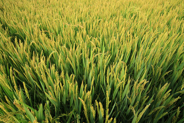 The rice in the field