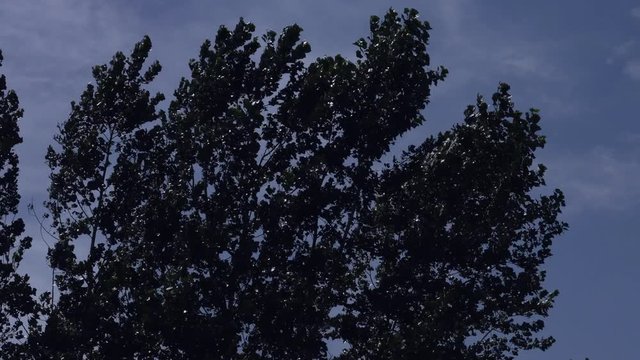 Trees Blowing in Breeze, Silhouetted Against Dark, Sullen Sky
