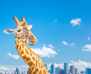 A giraffe (Giraffa camelopardalis) against a blue sky and Sydney city iconic view