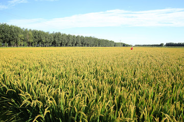 The rice in the field