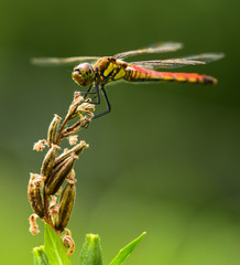 Libellula,o pouso