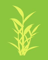 Shape of Bamboo Plant Leaves
