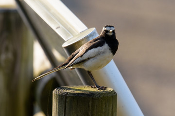 セグロセキレイ