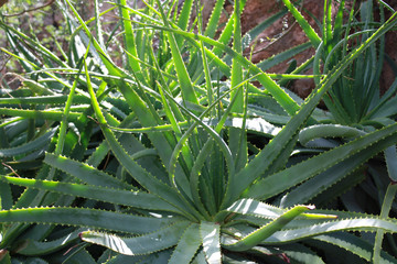 Aloe Vera Plants