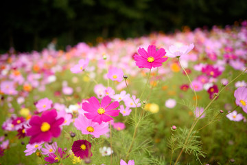 コスモス畑