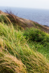 Grass Coastline