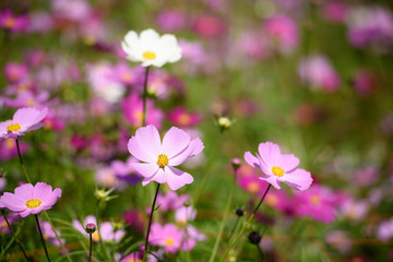 コスモス