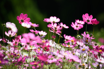 コスモス畑