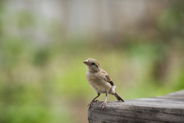 Fototapeta premium close up house sparrow with green blur background