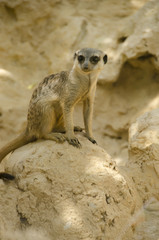 Meerkat sitting on a rock