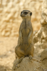 Meerkat standing on hind legs on a rock