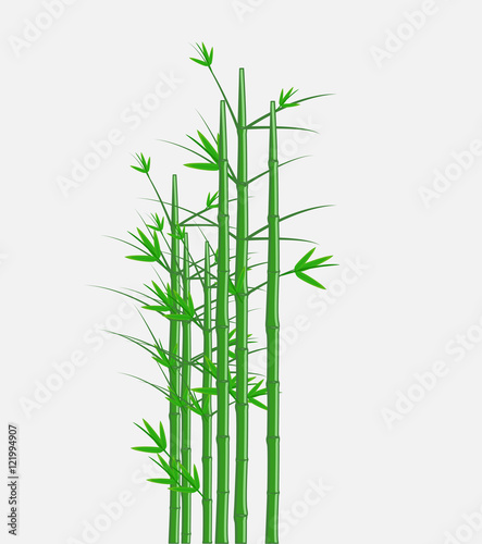 "Bamboo Vector" Stock image and royalty-free vector files on Fotolia