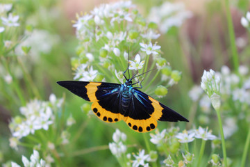 ニラの花の蜜を吸うキオビエダシャク