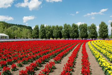 北海道　富良野