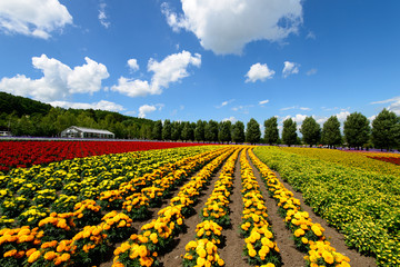 北海道　富良野