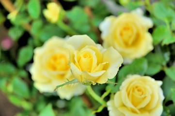Obraz na płótnie Canvas Rose is a type of flowering shrub