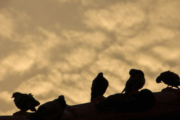 Group of pigeons on old red roof in cloudy day ; silhouette