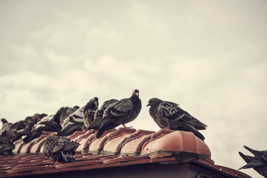 Group of pigeons on old red roof in cloudy day (selective focus) ; vintage style
