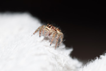 My Jumping spider