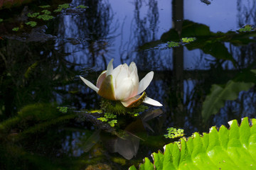 Brooklyn Flower