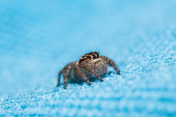 Macro sipidy