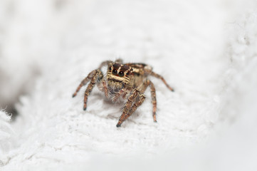 Little Jumping Spider
