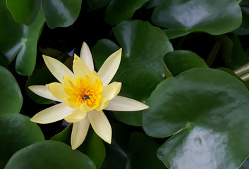Yellow lotus blooming in the pond.