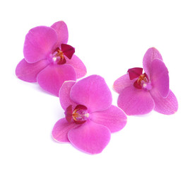Naklejka na ściany i meble purple orchid
