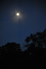 Fototapeta premium with the fullmoon