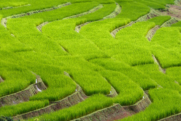 Green Terraced Rice Field in Pa Pong Pieng , Mae Chaem, Chiang Mai, Thailand