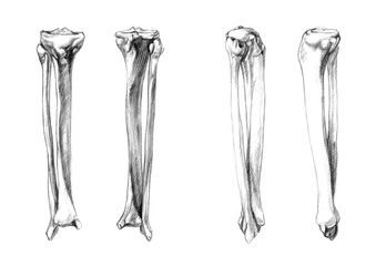Hand drawn medical illustration drawing with imitation of lithography: Bones of leg (fibula, tibia) - obrazy, fototapety, plakaty