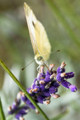 Nahaufnahme eines Kohlweißling mit niedriger Tiefenschärfe