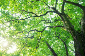 クスノキ, エコロジーイメージ