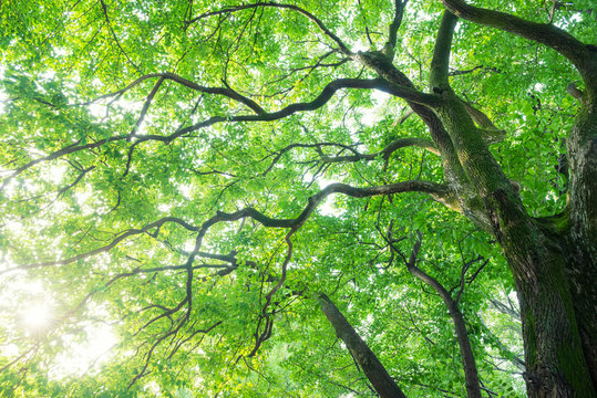 くすのき」の写真素材 | 8,865件の無料イラスト画像 | Adobe Stock